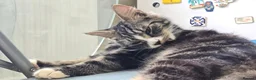 Mixed Breed cats for sale: Two boys needing a home  - Advert 8