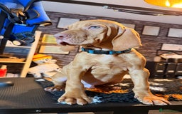 Hungarian Vizsla dogs for sale:   ⚜️Hungarian Vizsla puppies⚜️ - Image 6