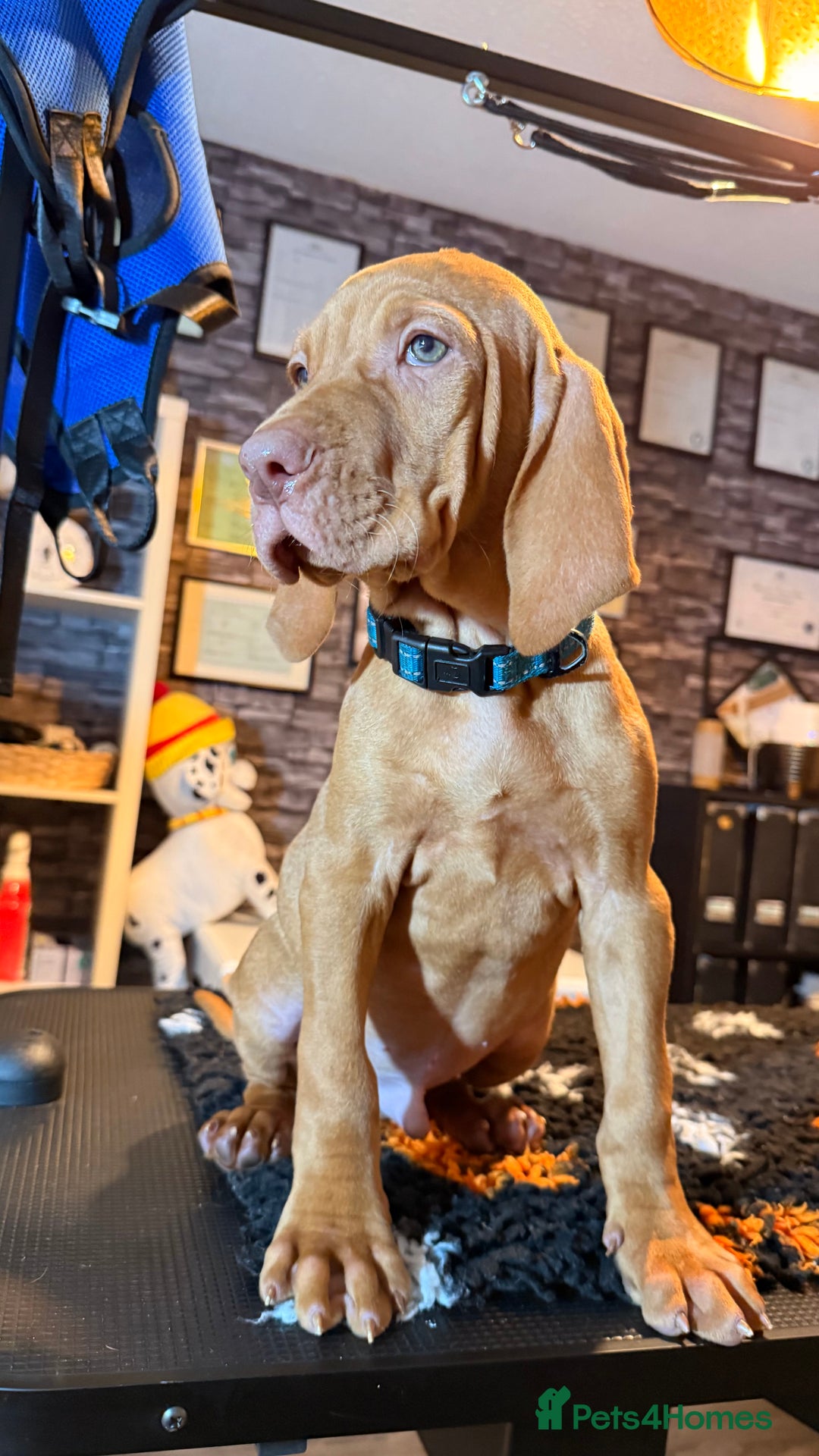 Hungarian Vizsla dogs for sale:   ⚜️Hungarian Vizsla puppies⚜️ - Image 6