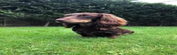 Miniature Dachshund dogs for sale: Bruno  - Advert 7