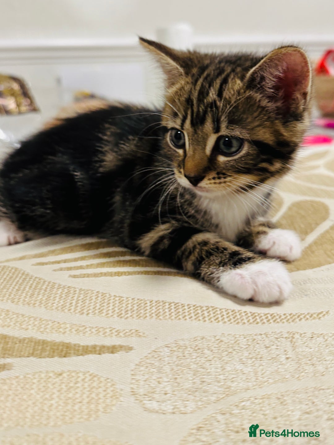 Domestic Shorthair cats for sale: 4 little Cats.  - Image 8