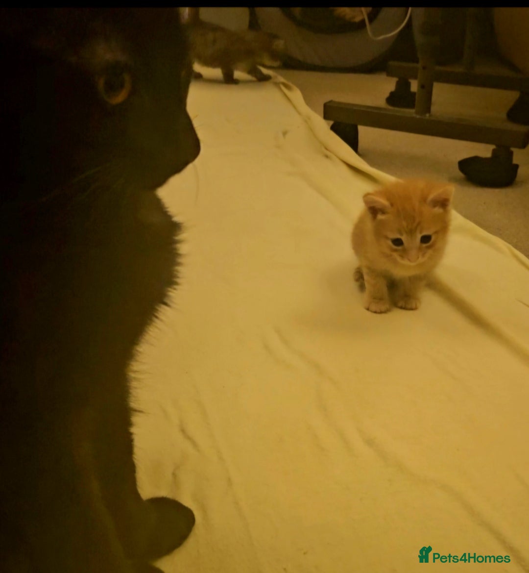 Mixed Breed cats for sale: Elven Bengal Mixes - Advert 25