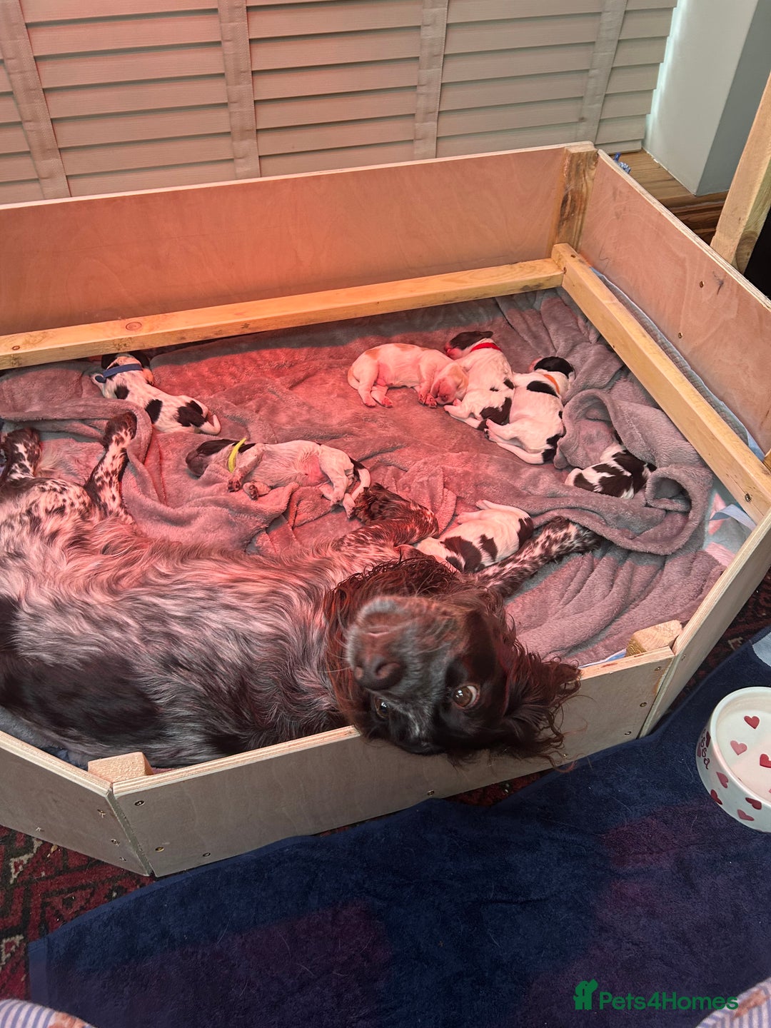 Cocker Spaniel dogs for sale: KC Registered Working Cocker Spaniel Puppies  - Advert 15