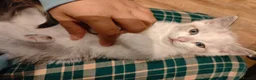 Mixed Breed cats for sale: Kitten looking for loving home  in Cardiff - Advert 2