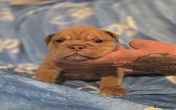 English Bulldog dogs for sale: new english bull dog - Image 20