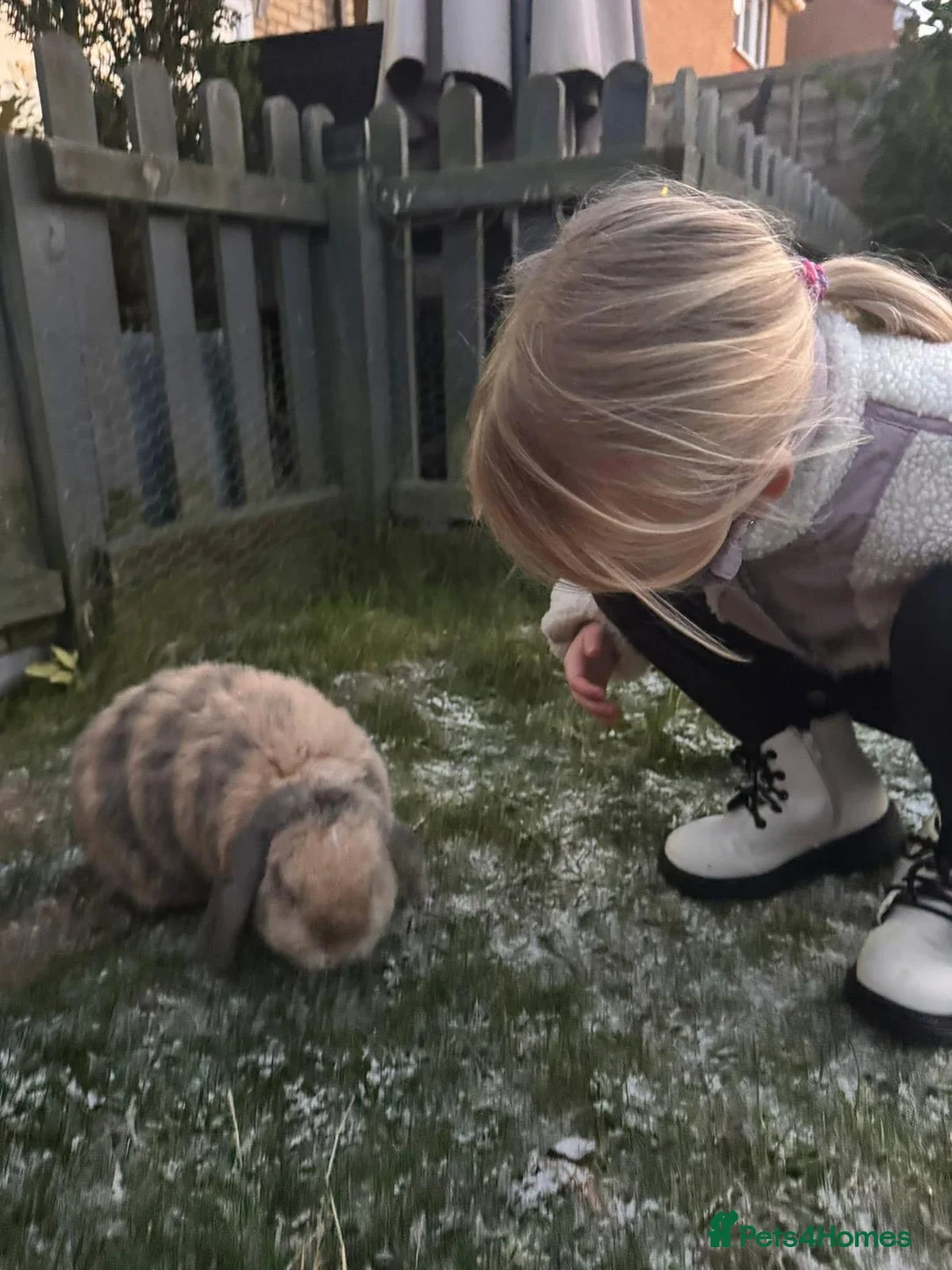 English Lop rabbits for sale: Beautiful Bunny George in Stevenage - Advert 4