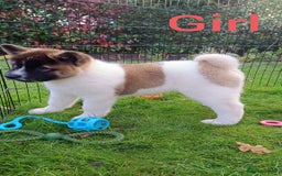 Akita dogs for sale: Beautiful KC registered Akitas  - Image 2