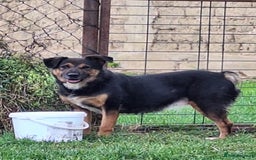 Mixed Breed dogs for adoption: Bumble for adoption - Image 2