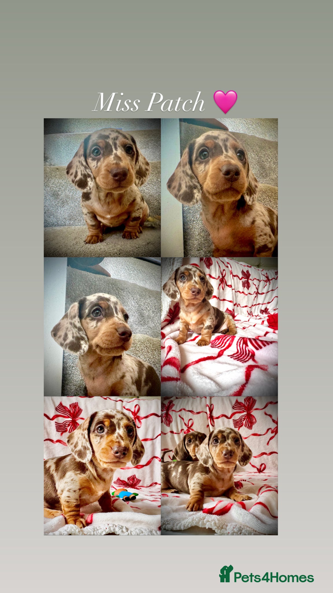 Miniature Dachshund dogs READY SOON MINI DACHSHUNDS SERIOUS BUYERS ONLY  - Advert 1