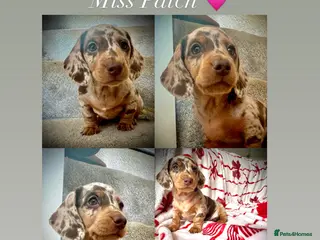 Miniature Dachshund dogs READY SOON MINI DACHSHUNDS SERIOUS BUYERS ONLY - Advert 1