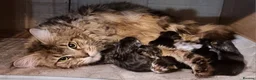Maine Coon cats for sale: Maine Coon GCCF pedigree registered kittens - Advert 2