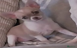 Chihuahua dogs for sale: Boy & girl chihuahua puppies  - Image 3