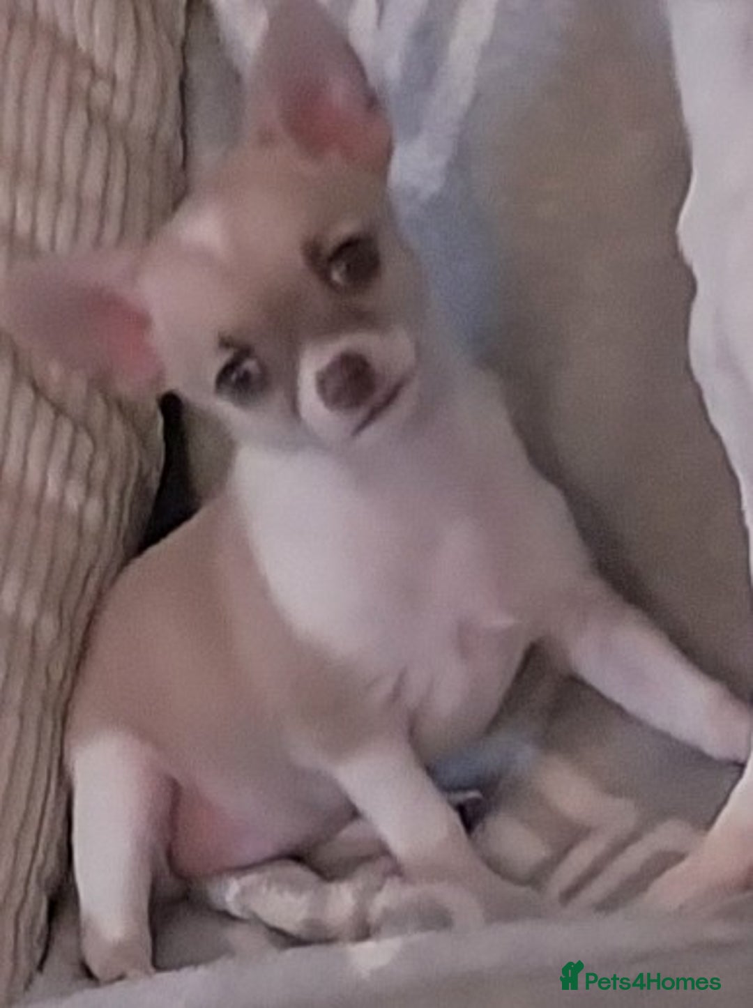 Chihuahua dogs for sale: Boy & girl chihuahua puppies  - Image 3