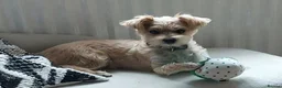 Mixed Breed dogs for sale: Two beautiful puppies ready for their forever home in Newport - Advert 2