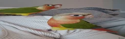 Conures birds for sale: Super tame fully hand reared baby's  - Advert 7