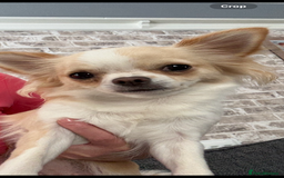 Chihuahua dogs for sale: Stunning chuiwawa bitch  - Image 3