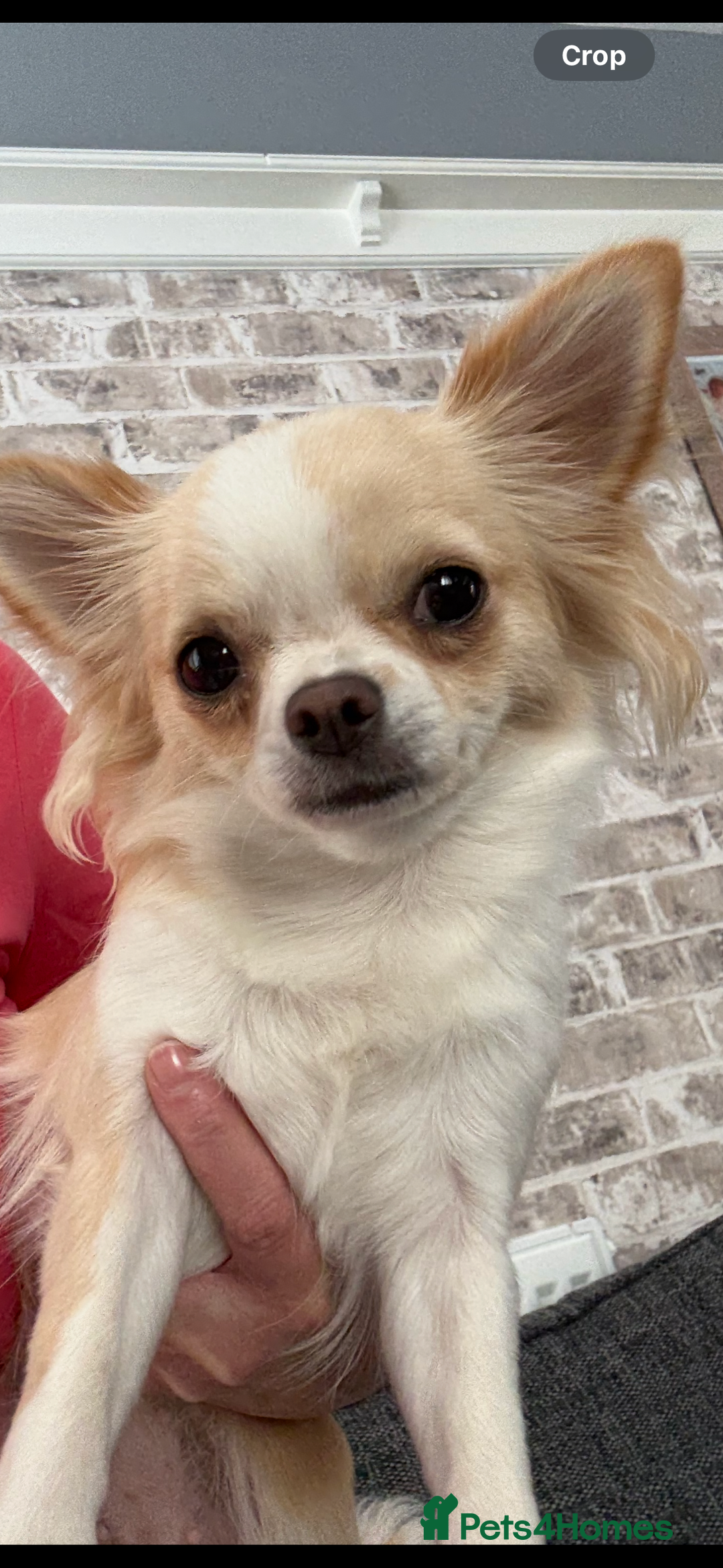 Chihuahua dogs for sale: Stunning chuiwawa bitch  - Image 3