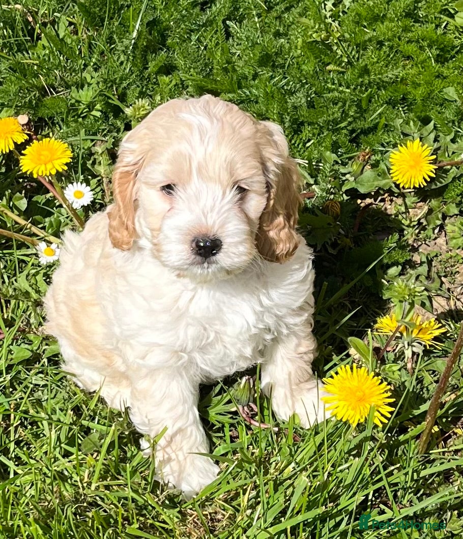 Cockapoo dogs Show Cocker x miniature poodle  only 2 left - Advert 2