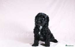 Cockapoo dogs for sale: Ready now beautiful litter F1B cockapoo puppies  in Leicester - Image 18