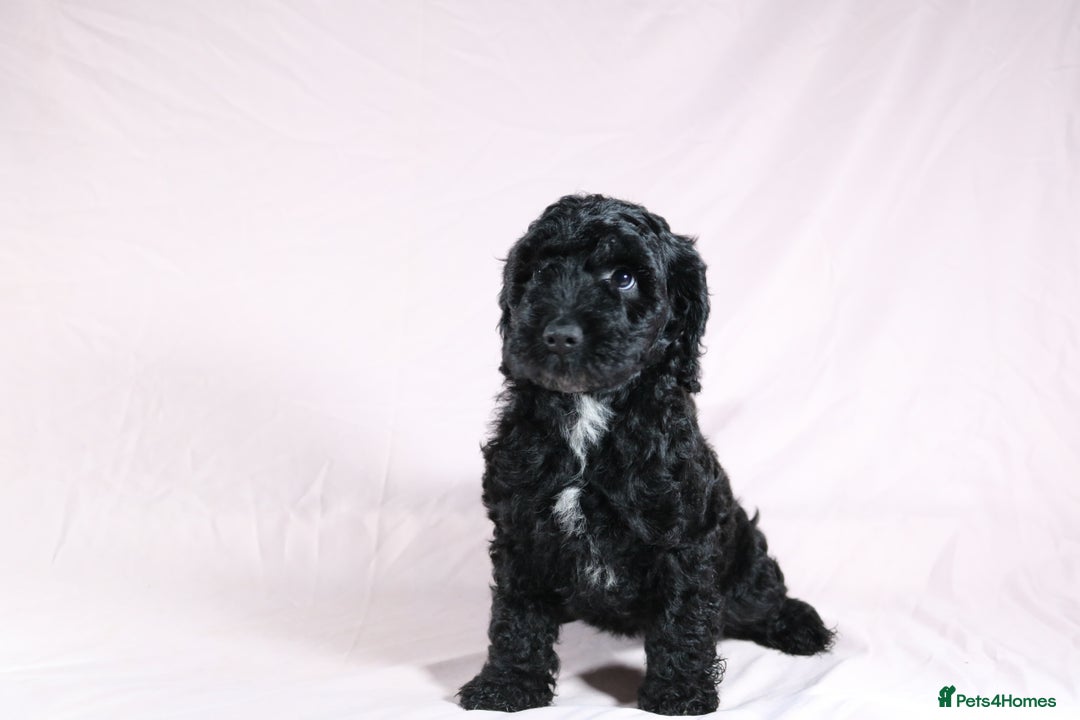 Cockapoo dogs for sale: Ready now beautiful litter F1B cockapoo puppies  in Leicester - Image 18