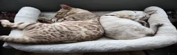 Bengal cats for sale: 🌟Stunning pure snow bengal kittens 🎉 in Southampton - Advert 23