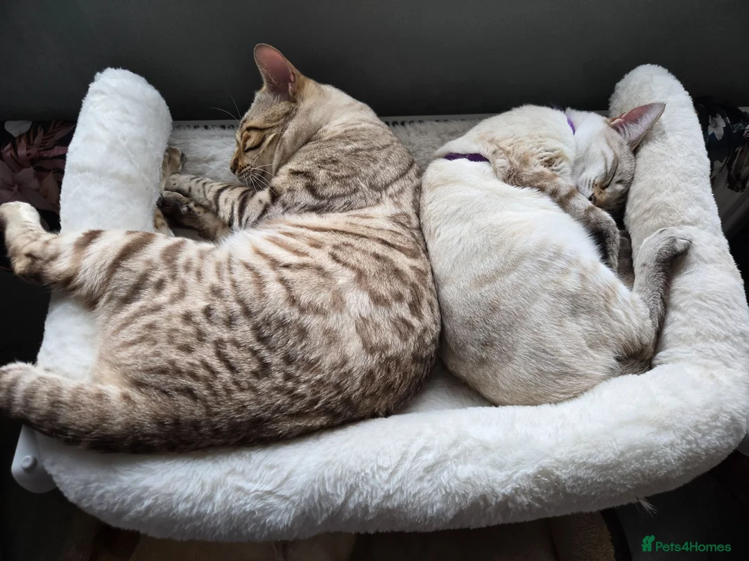 Bengal cats for sale: 🌟Stunning pure snow bengal kittens 🎉 in Southampton - Advert 23