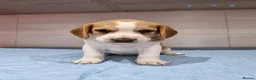 Beagle dogs for sale: Beagle  - Advert 5