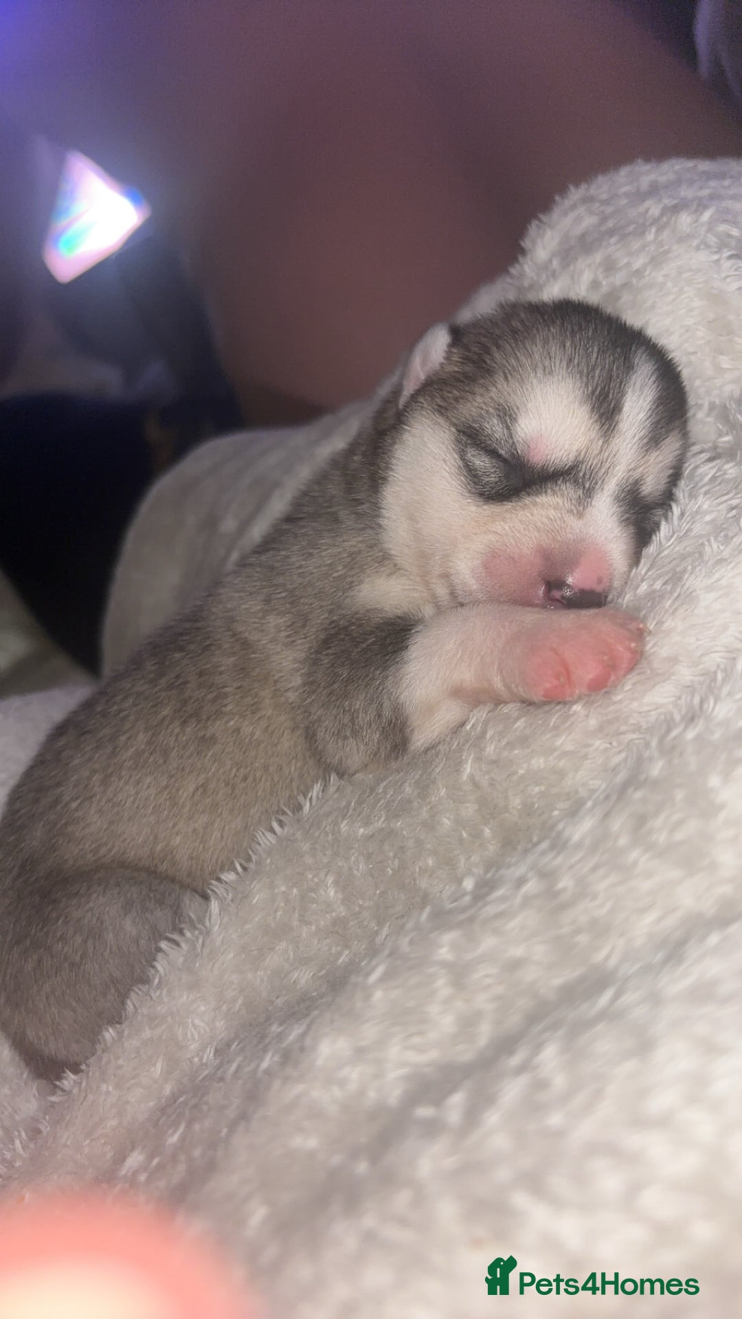 Siberian Husky dogs for sale: 6 Beautiful Siberian Husky’s ❤️ - Advert 4