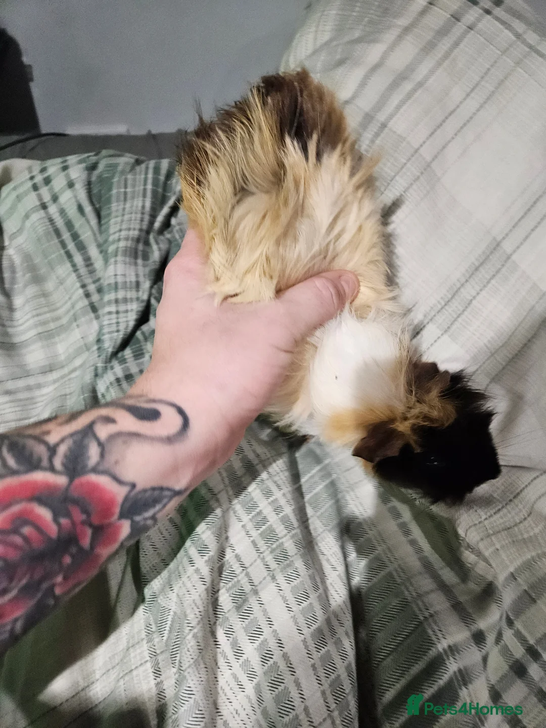 Guinea Pig rodents for sale: Guniea Pigs  in Larbert - Advert 2