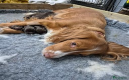 Cocker Spaniel dogs for sale: Cocker Spaniel Puppies - Image 10