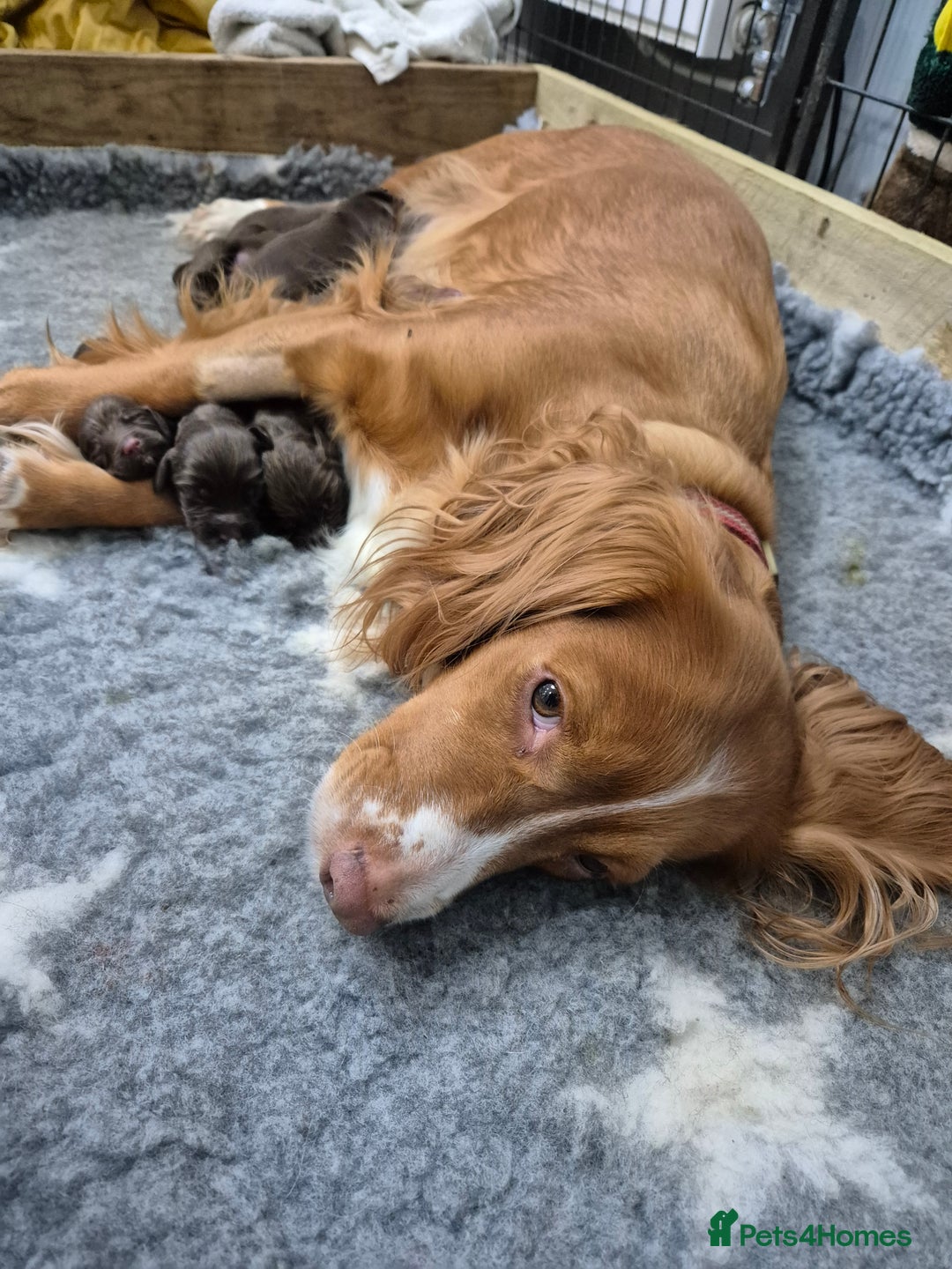 Cocker Spaniel dogs for sale: Cocker Spaniel Puppies - Image 10