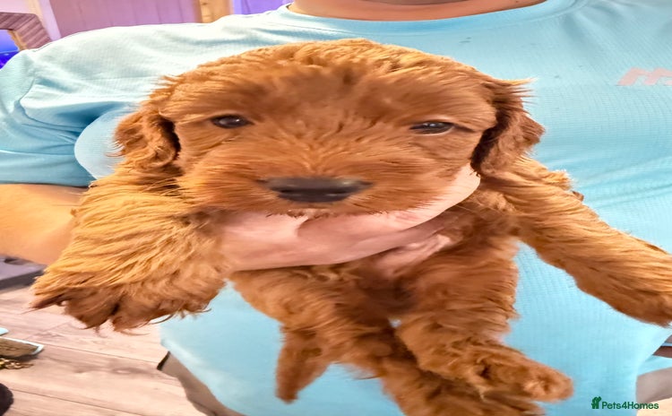 Cockapoo dogs - Advert 1