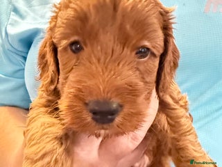 Cockapoo dogs - Advert 2