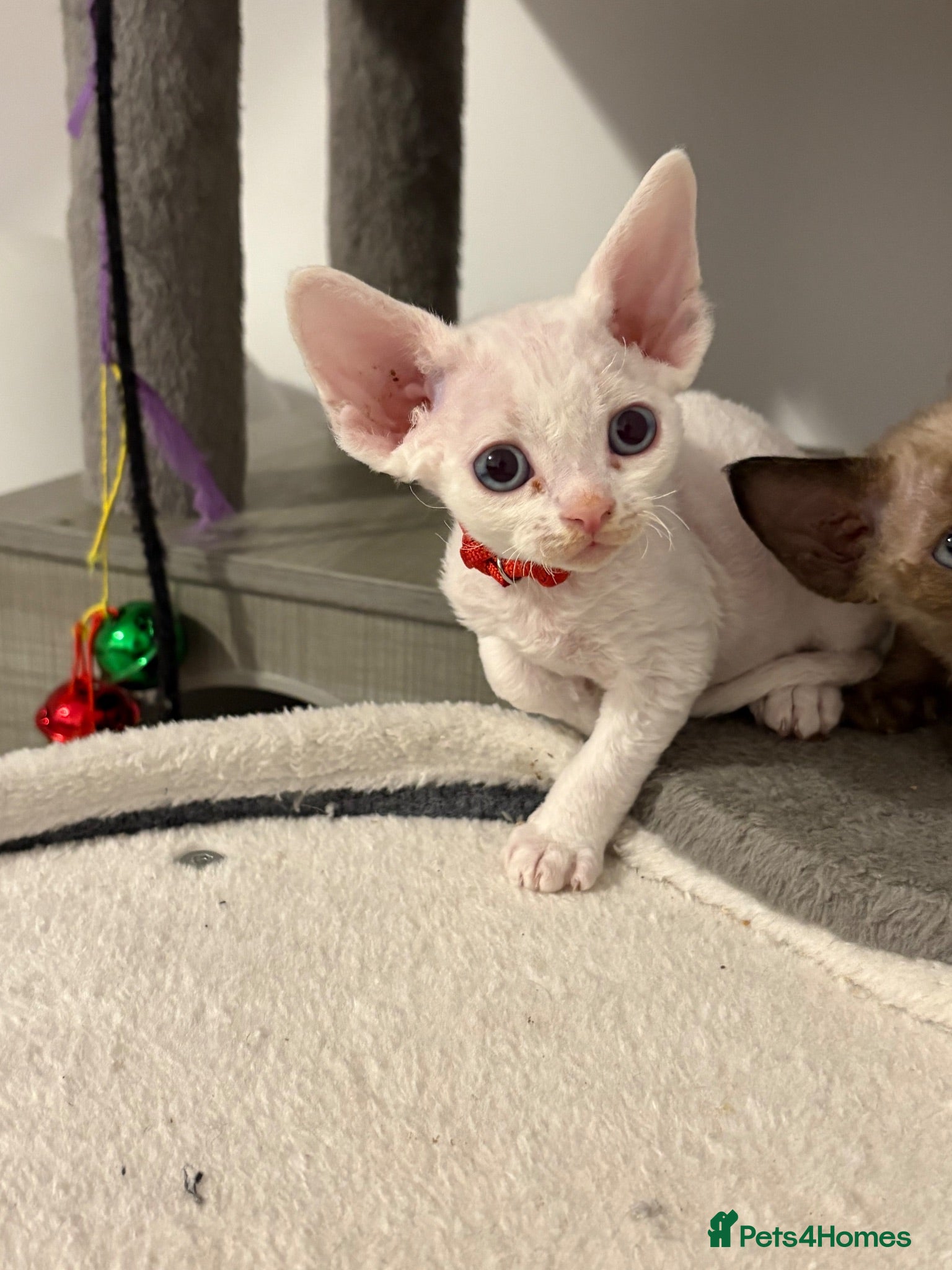 Devon Rex cats 😻 Devon rex Kittens available 😻❤️ - Advert 1