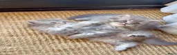 British Shorthair cats for sale: Beautiful British Shorthair Kittens - Advert 32