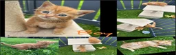 Mixed Breed cats for sale: Pure Ginger Mackerel (Tiger) Coat Patten Tabbies - Advert 4