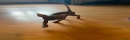 Sphynx cats for sale: Very loving Blue Sphynx Boy - Advert 5