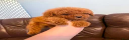 Toy Poodle dogs for sale: Toy poodle - Advert 9