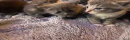 Mixed Breed cats for sale: Lovely little kittens in Boston - Advert 12