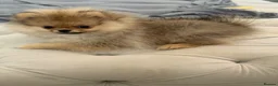 Pomeranian dogs for sale: Rare Tiny Teddy Bear Face Pomeranian pups |KC Reg - Advert 15