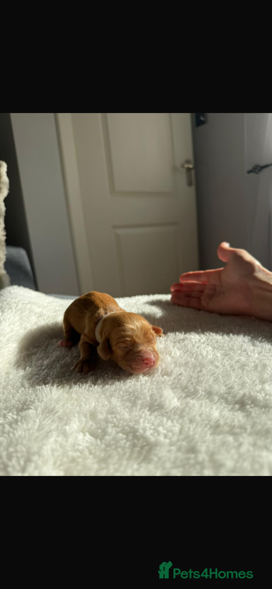 Cocker Spaniel dogs for sale: 🐶Cocker Spaniel Pups Looking for Forever Family🐶 - Image 5