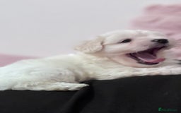 Bichon Frise dogs for sale: Adorable Puppies Ready for Their Forever Homes  - Image 1