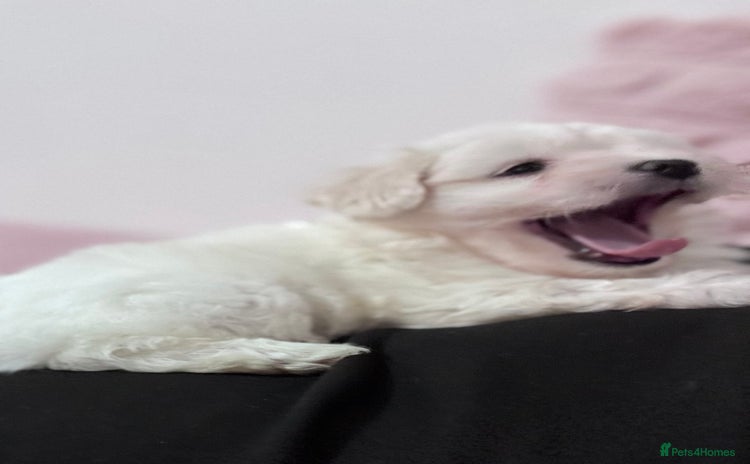 Bichon Frise dogs - Advert 1