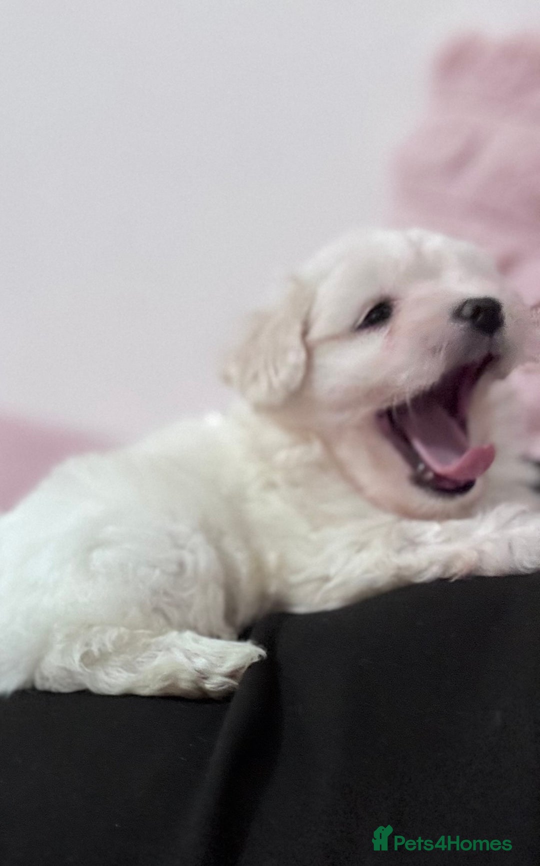Bichon Frise dogs for sale: Adorable Puppies Ready for Their Forever Homes  - Image 1