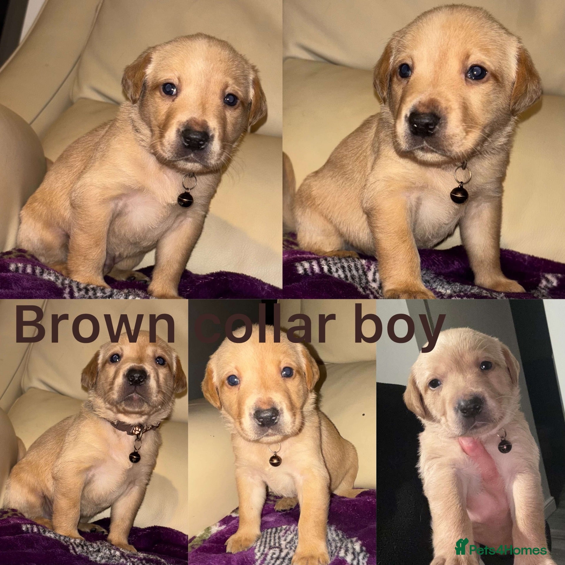 Labrador Retriever dogs Chocolate/Yellow/Black KC Reg Labrador Retrievers  - Advert 2