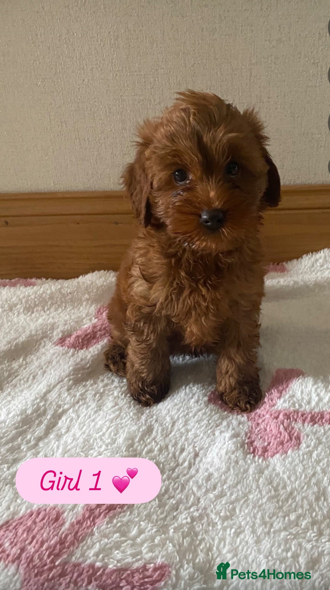 Cavapoo dogs ❤️ Red Cavapoo F1B Girls ❤️ - Advert 1