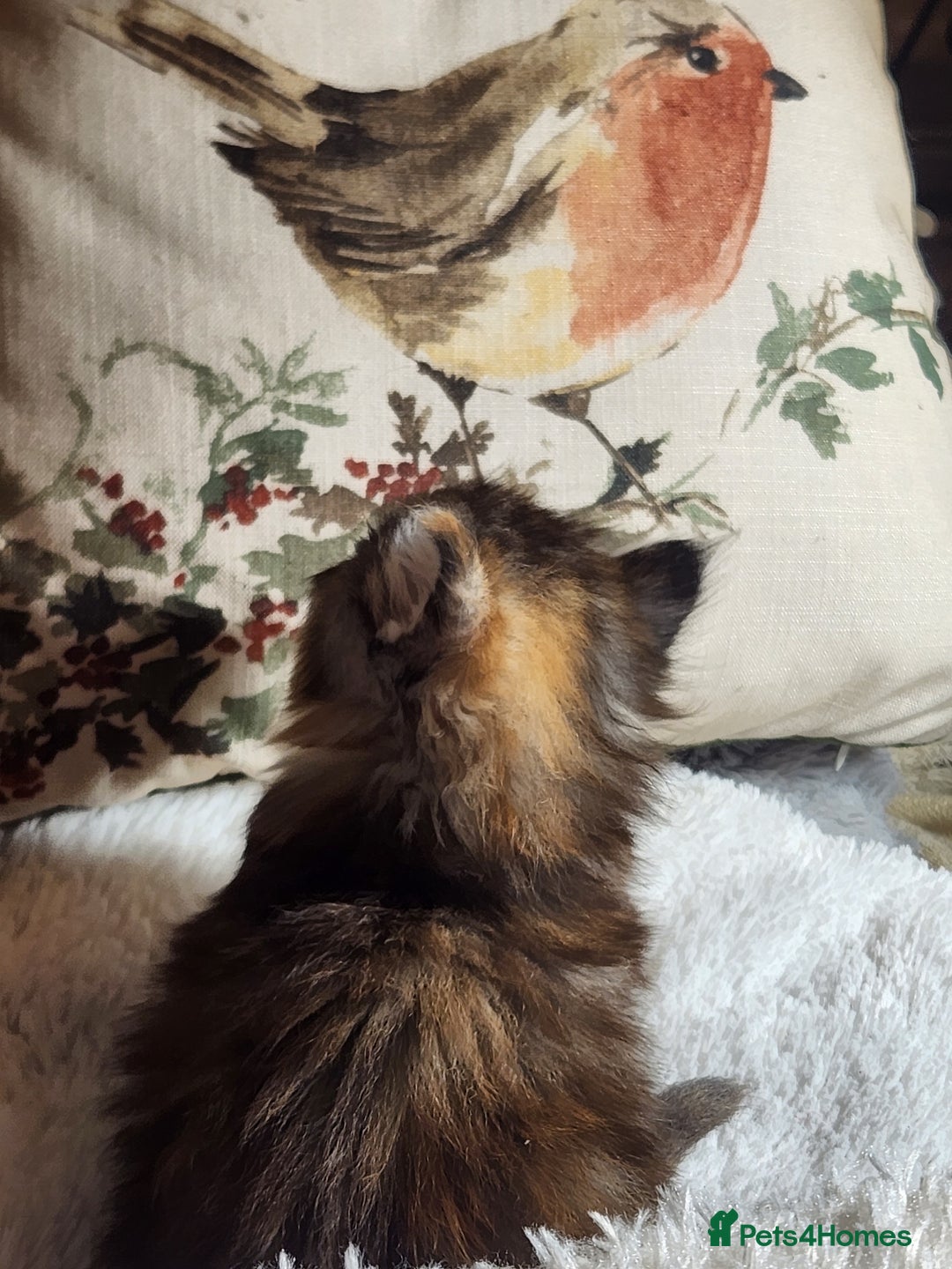 Maine Coon cats for sale:  Ready Now! Maine coon Kittens  - Advert 22