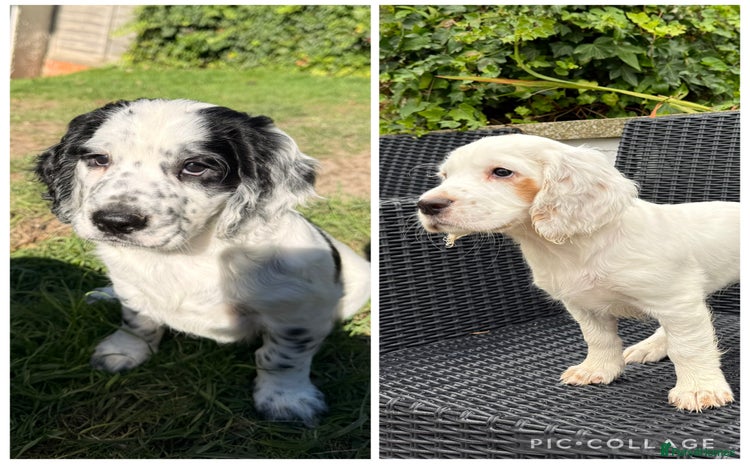 Cocker Spaniel dogs - Advert 4