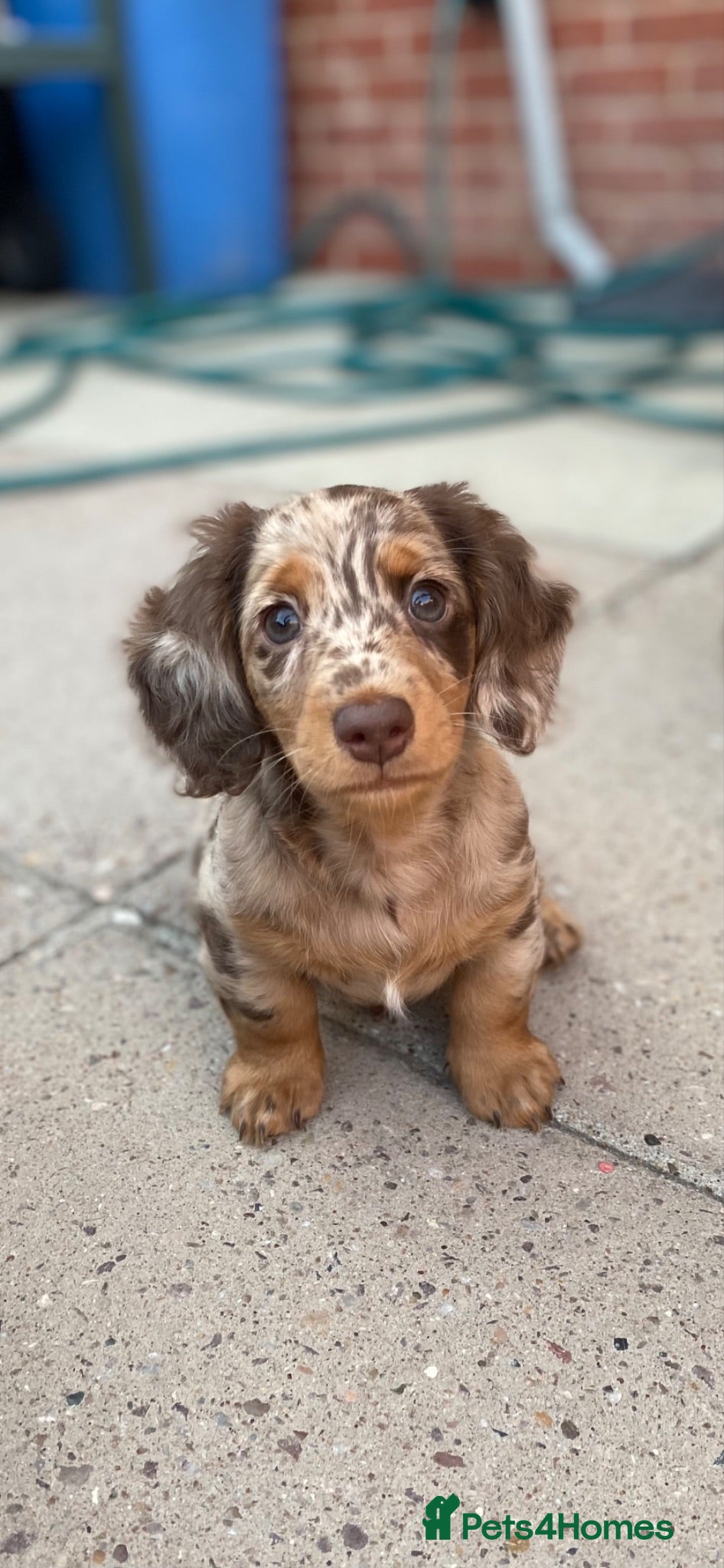 Miniature Dachshund dogs Miniature long haired dachunds  - Advert 10