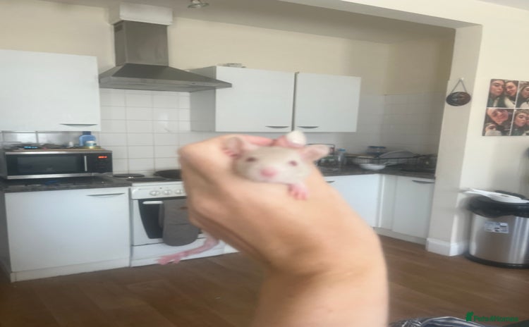 Rat rodents - Advert 1